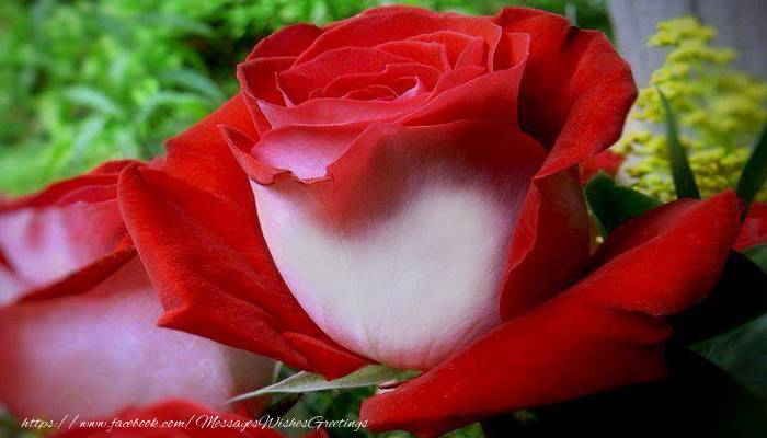 Custom Greetings Cards with Photo - On the rose